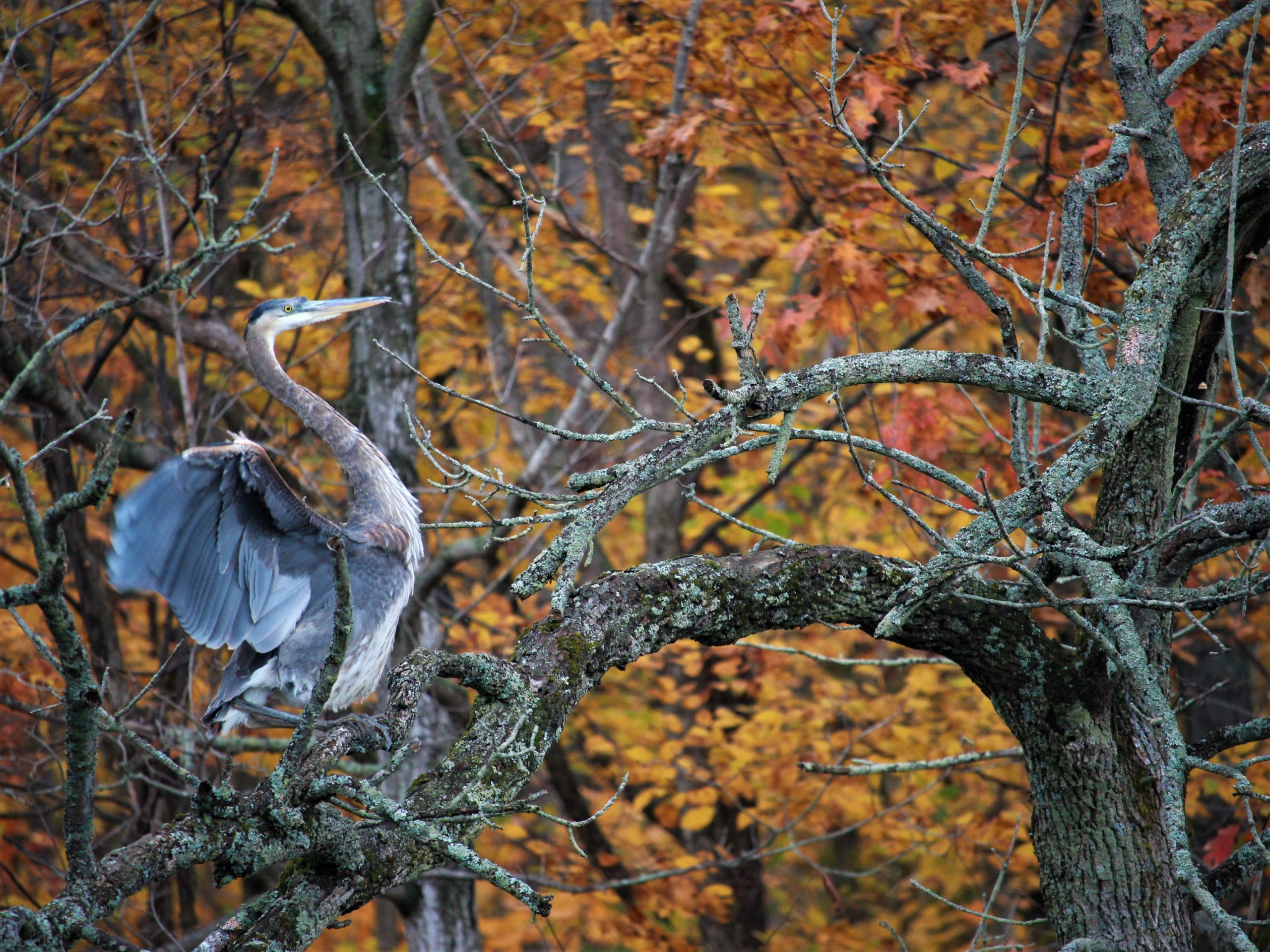 Sharon-Snider-1 Sharon-Snider-1